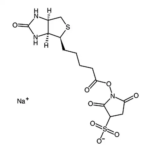 生物素 3-スルホン酸基-N-ヒドロキシ琥珀酰亚アミンナトリウム塩
