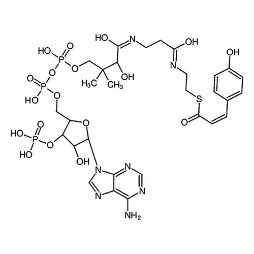 p-Coumaryl-Coenzyme A