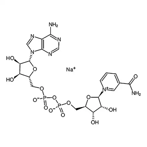 β-烟アミド腺プリン二核苷酸 ナトリウム塩