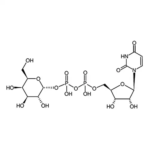 UDP-Galactose
