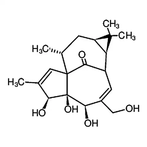 巨大戟アルコール