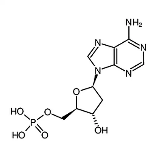 2′-Deoxyadenosine 5′-monophosphate