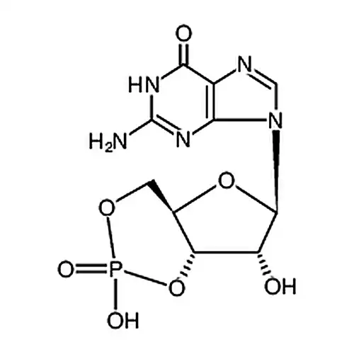 Guanosine 3'，5'-cyclic monophosphate