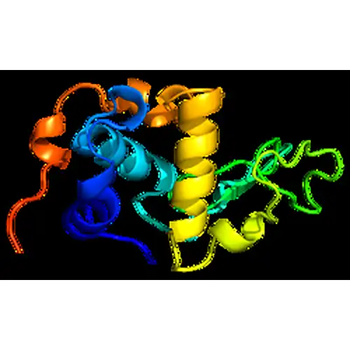 α-Lactalbumin